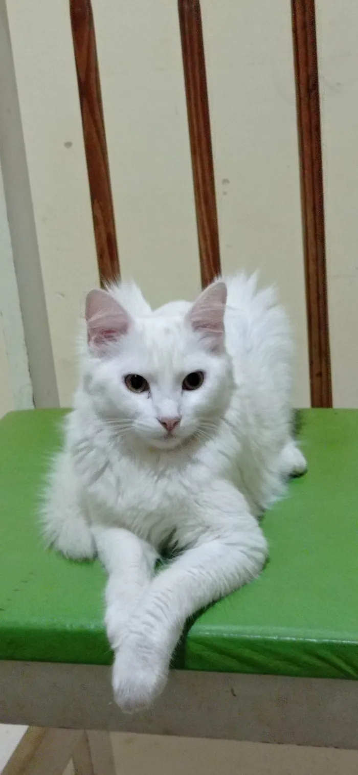 Gato raça  idade 1 ano nome Namy