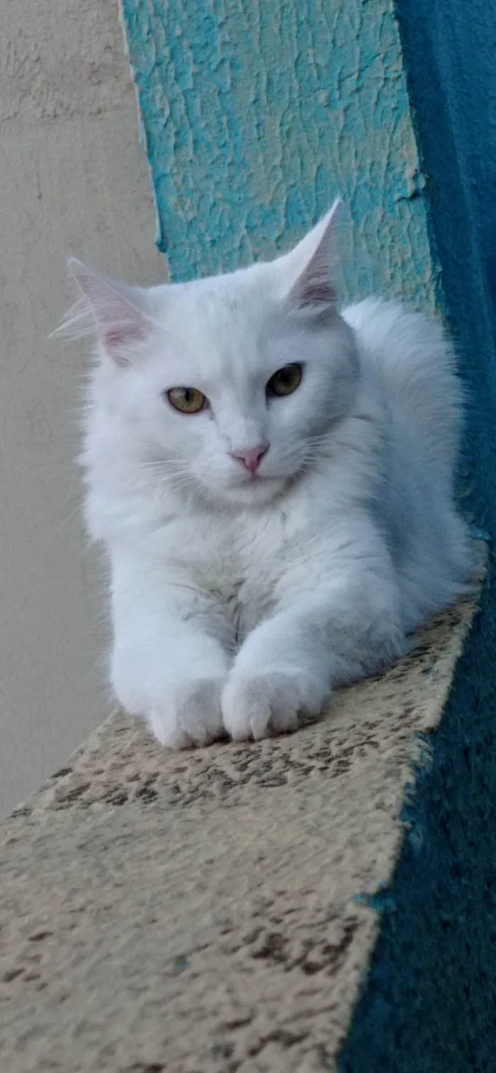 Gato raça  idade 1 ano nome Namy