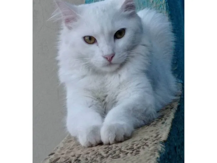 Gato raça  idade 1 ano nome Namy
