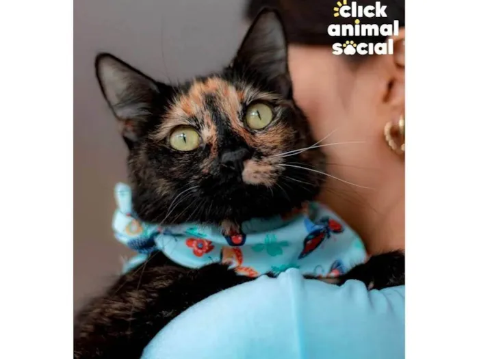 Gato ra a Escaminha idade 1 ano nome Flor de Lis
