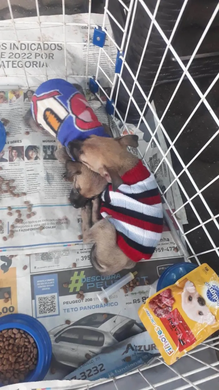 Cachorro ra a Srd idade Abaixo de 2 meses nome Filhotes 