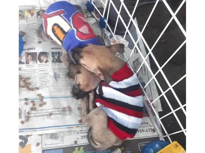Cachorro ra a Srd idade Abaixo de 2 meses nome Filhotes 