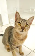 Bisnaguinha 