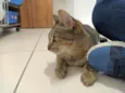 Bisnaguinha 