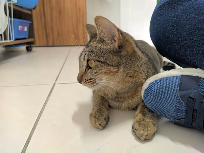 Gato ra a SRD-ViraLata idade 2 a 6 meses nome Bisnaguinha 
