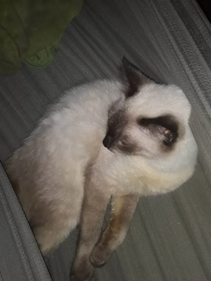 Gato ra a srd idade 7 a 11 meses nome filhotão
