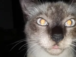 Gato raça srd idade 7 a 11 meses nome filhotão