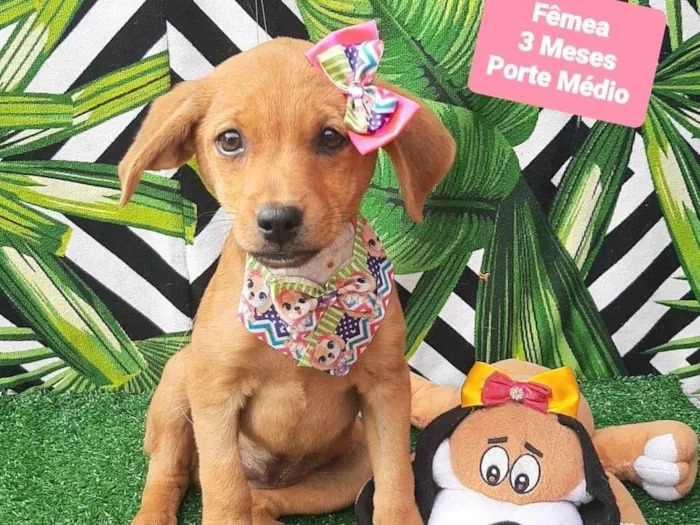 Cachorro raça SRD-ViraLata idade 2 a 6 meses nome Aline