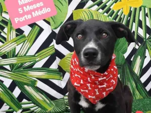 Cachorro raça SRD-ViraLata idade 2 a 6 meses nome Derock