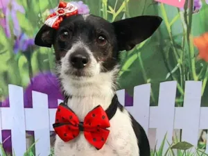 Cachorro raça SRD-ViraLata idade 3 anos nome Suzi