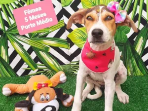 Cachorro raça SRD-ViraLata idade 2 a 6 meses nome Isa
