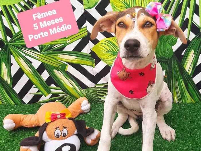 Cachorro raça SRD-ViraLata idade 2 a 6 meses nome Isa