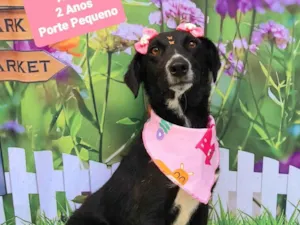 Cachorro raça SRD-ViraLata idade 2 anos nome Alice