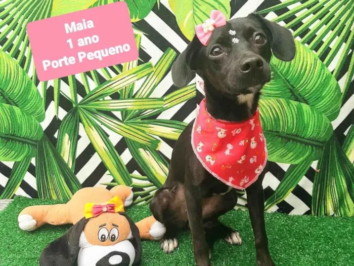 Cachorro raça SRD-ViraLata idade 1 ano nome Maia