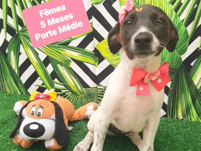Cachorro raça SRD-ViraLata idade 2 a 6 meses nome Clara
