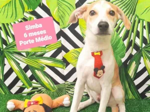 Cachorro raça SRD-ViraLata idade 2 a 6 meses nome Simba