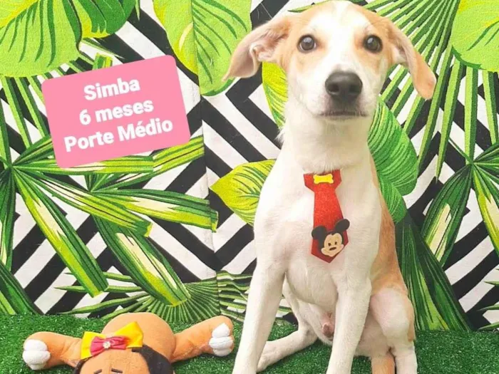 Cachorro raça SRD-ViraLata idade 2 a 6 meses nome Simba