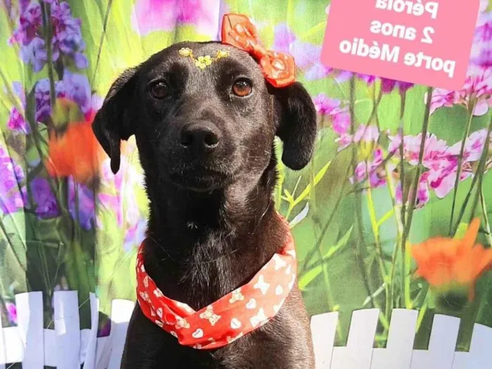 Cachorro raça SRD-ViraLata idade 2 anos nome Pérola 