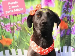 Cachorro raça SRD-ViraLata idade 2 anos nome Pérola 