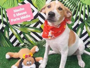 Cachorro raça SRD-ViraLata idade 2 a 6 meses nome Felipe
