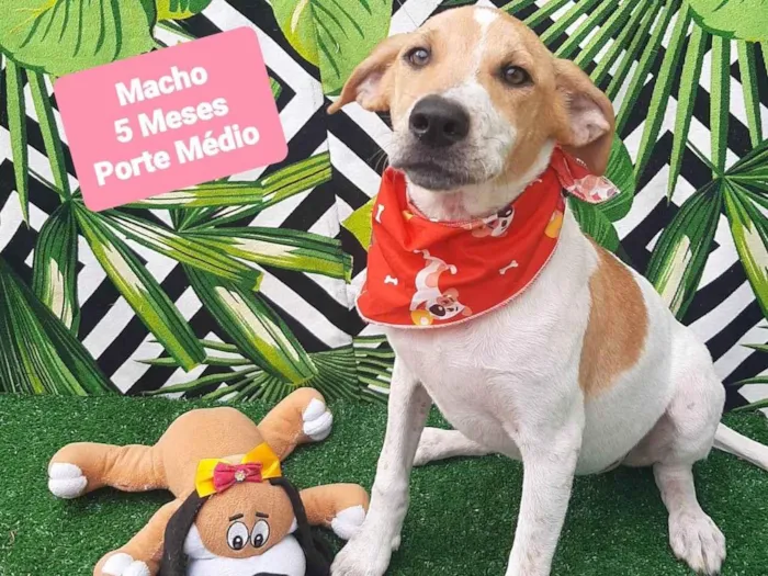 Cachorro raça SRD-ViraLata idade 2 a 6 meses nome Felipe