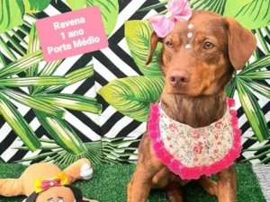 Cachorro raça SRD-ViraLata idade 1 ano nome Ravena