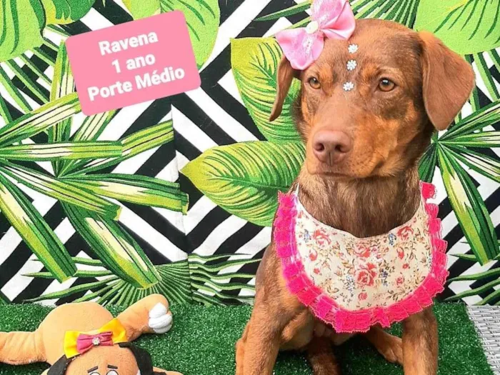 Cachorro raça SRD-ViraLata idade 1 ano nome Ravena