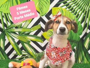Cachorro raça SRD-ViraLata idade 2 a 6 meses nome Hanna