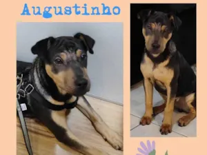 Cachorro raça SRD-ViraLata idade 2 a 6 meses nome Augustinho
