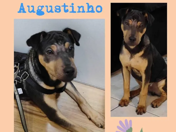 Cachorro raça SRD-ViraLata idade 2 a 6 meses nome Augustinho
