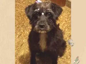 Cachorro raça SRD-ViraLata idade 3 anos nome Lina