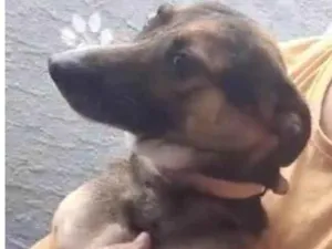 Cachorro raça SRD-ViraLata idade 3 anos nome Beethoven 