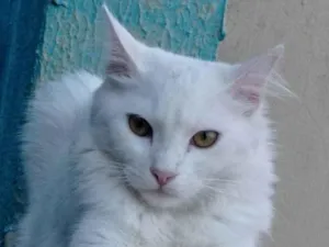 Gato raça  idade 1 ano nome Namy