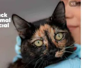 Gato raça Escaminha idade 1 ano nome Flor de Lis