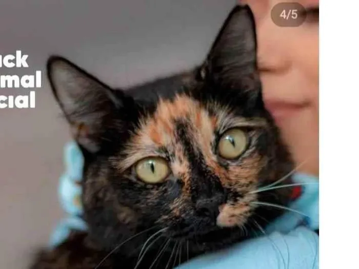 Gato ra a Escaminha idade 1 ano nome Flor de Lis
