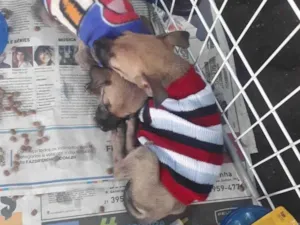 Cachorro raça Srd idade Abaixo de 2 meses nome Filhotes 