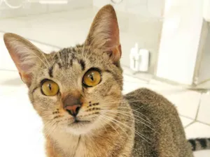 Gato raça SRD-ViraLata idade 2 a 6 meses nome Bisnaguinha 