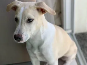 Cachorro raça SRD-ViraLata idade 2 a 6 meses nome Juju 