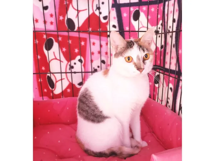 Gato ra a Srd  idade 3 anos nome Madhu