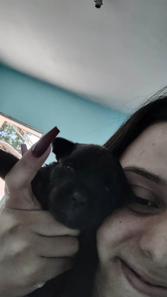 Cachorro ra a SRD-ViraLata idade 2 a 6 meses nome TOBHIAS , José , thoby , Luna , e Mathias 