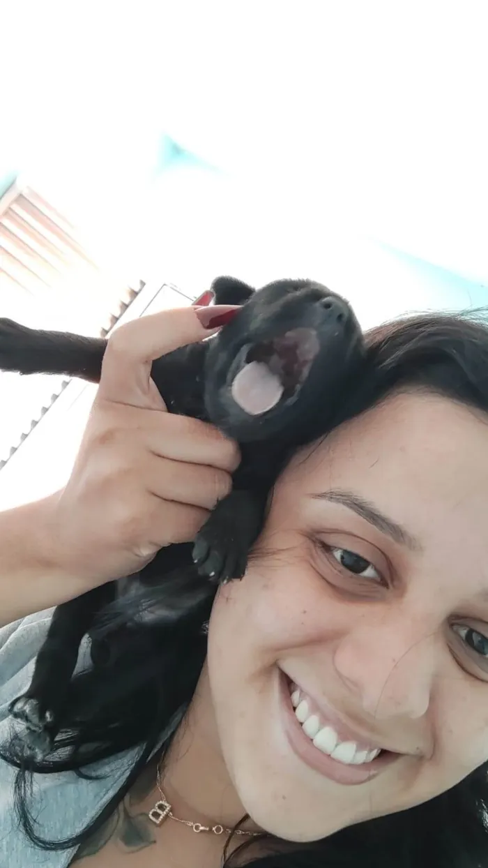 Cachorro ra a SRD-ViraLata idade 2 a 6 meses nome TOBHIAS , José , thoby , Luna , e Mathias 