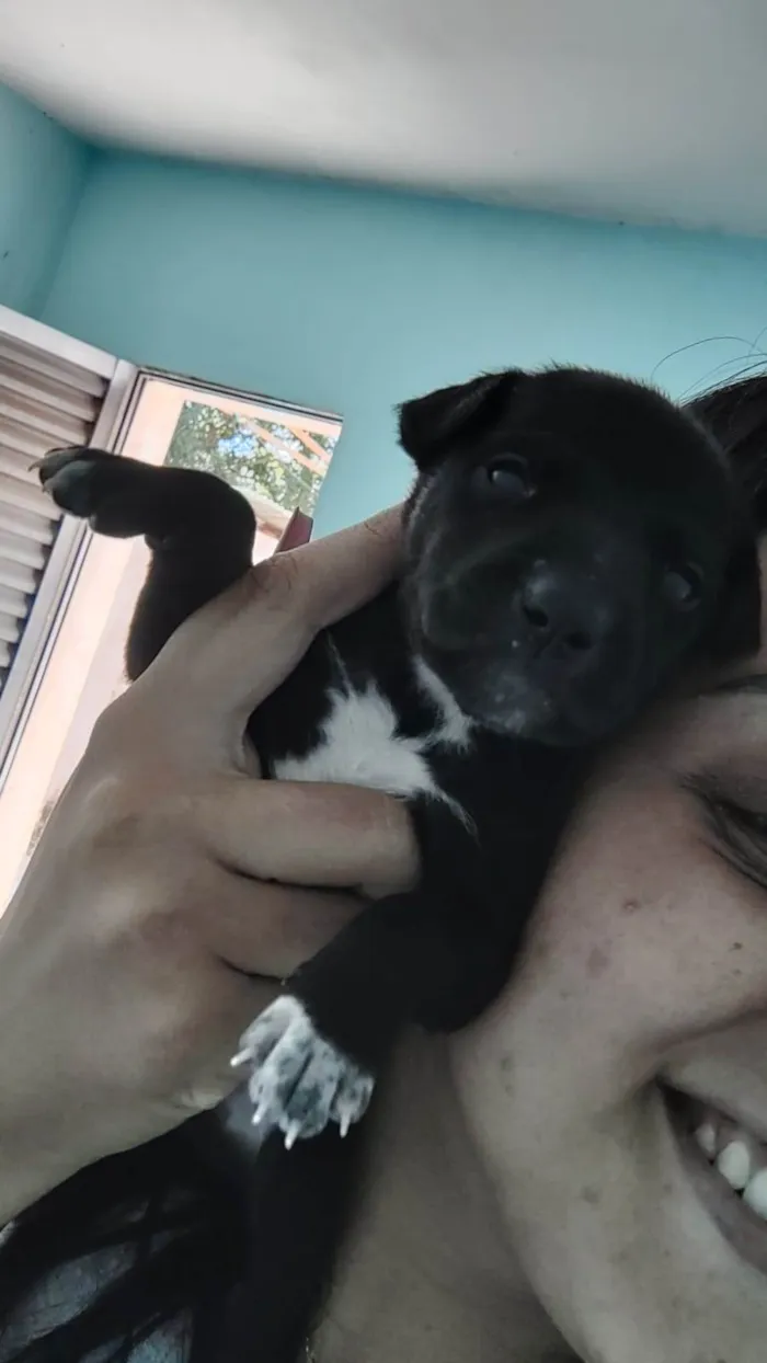 Cachorro ra a SRD-ViraLata idade 2 a 6 meses nome TOBHIAS , José , thoby , Luna , e Mathias 