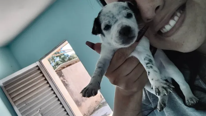 Cachorro ra a SRD-ViraLata idade 2 a 6 meses nome TOBHIAS , José , thoby , Luna , e Mathias 
