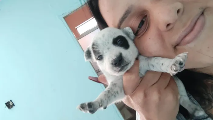 Cachorro ra a SRD-ViraLata idade 2 a 6 meses nome TOBHIAS , José , thoby , Luna , e Mathias 
