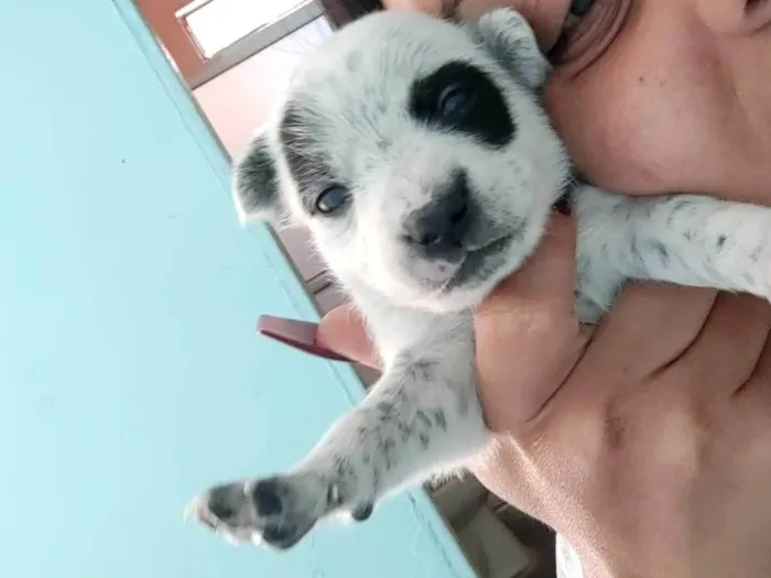 Cachorro ra a SRD-ViraLata idade 2 a 6 meses nome TOBHIAS , José , thoby , Luna , e Mathias 