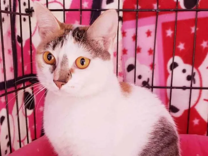 Gato ra a Srd  idade 3 anos nome Madhu