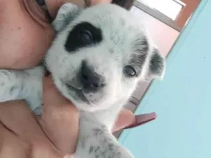 Cachorro raça SRD-ViraLata idade 2 a 6 meses nome TOBHIAS , José , thoby , Luna , e Mathias 