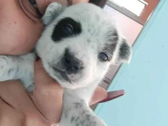 Cachorro ra a SRD-ViraLata idade 2 a 6 meses nome TOBHIAS , José , thoby , Luna , e Mathias 