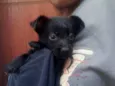Gordinha
