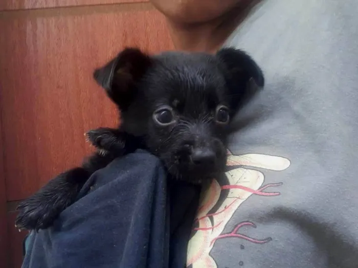 Cachorro raça SRD-ViraLata idade 2 a 6 meses nome Gordinha